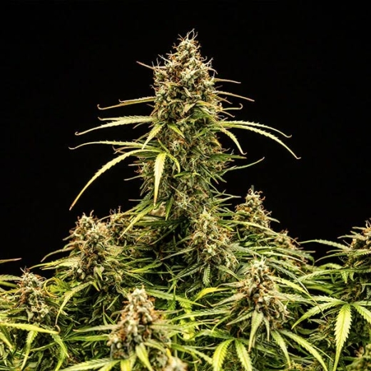 Milky Way F1 Auto (Autoflower)